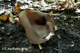 Peziza boltonii image
