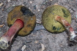 Xerocomellus mendocinensis image