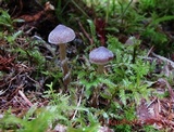 Cortinarius flexipes image