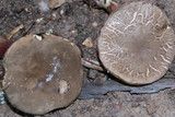 Xerocomellus mendocinensis image