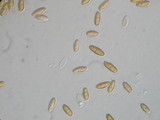 Xerocomellus mendocinensis image