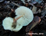 Mycena galericulata image