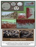 Baeospora myosura image