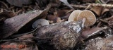 Baeospora myosura image