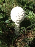Amanita thiersii image