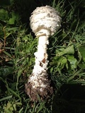 Amanita thiersii image