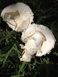 Amanita thiersii image