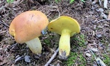 Lanmaoa carminipes image