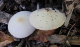 Leucocoprinus cepistipes image