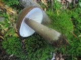 Oudemansiella furfuracea image