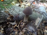 Oudemansiella furfuracea image