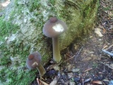 Oudemansiella furfuracea image