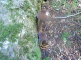 Oudemansiella furfuracea image