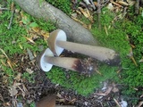 Oudemansiella furfuracea image