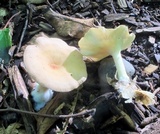 Clitocybe gibba image