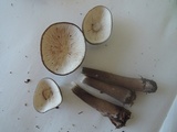 Oudemansiella furfuracea image