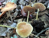 Agrocybe arvalis image