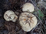 Pholiota squarrosa image