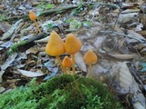 Entoloma quadratum image