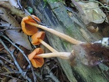 Entoloma quadratum image