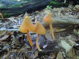 Entoloma quadratum image