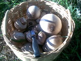 Termitomyces reticulatus image