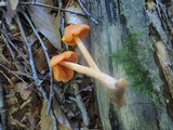 Entoloma quadratum image