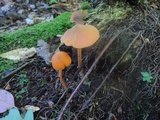 Entoloma quadratum image