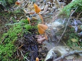 Entoloma quadratum image