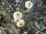 Lepiota oreadiformis image