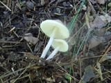Lepiota oreadiformis image