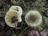 Echinoderma asperum image