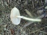 Echinoderma asperum image