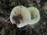 Echinoderma asperum image