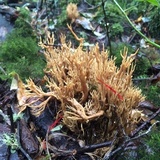 Ramaria flaccida image