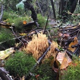 Ramaria flaccida image