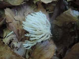Ramariopsis kunzei image