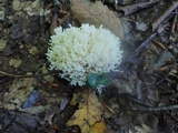 Ramariopsis kunzei image