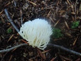Ramariopsis kunzei image