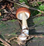 Rhodocollybia butyracea image