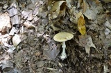 Amanita velatipes image