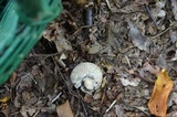 Amanita velatipes image