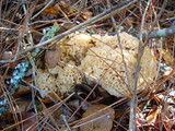 Sparassis crispa image