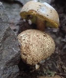 Pseudoboletus parasiticus image