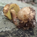 Pseudoboletus parasiticus image