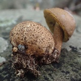 Pseudoboletus parasiticus image