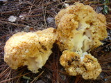 Sparassis crispa image
