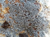 Dimelaena radiata image