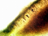 Dimelaena radiata image