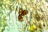 Dimelaena radiata image